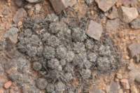 copiapoahumulisvaraustralis2_small.jpg