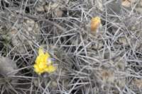 copiapoahumulisvaraustralis_small.jpg