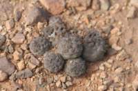 neoporteriaheinrichiana_small.jpg