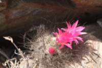 neoporteriavillosa2_small.jpg