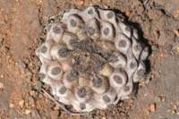 neoporteriavillosa4_small.jpg