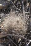 neoporteriavillosa_small.jpg