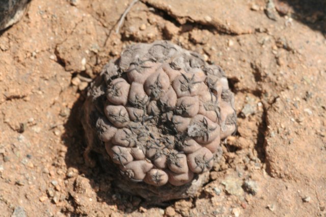thelocephalanapina.jpg