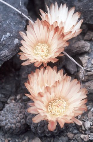 thelocephalanapina2.jpg