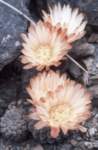 thelocephalanapina2_small.jpg