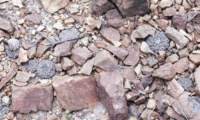 thelocephalanapina3_small.jpg