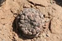 thelocephalanapina_small.jpg