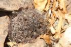 neoporteriacrispavaratroviridis3_small.jpg