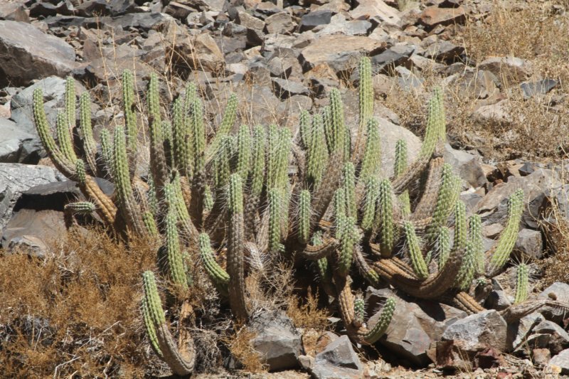trichocereuschiloensis.jpg