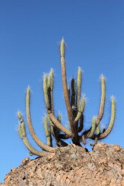 eulychniaacida.jpg