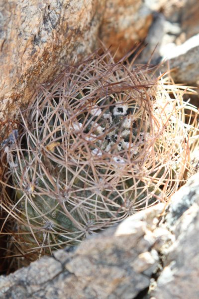 neoporteriaatroviridis2.jpg