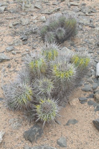 copiapoamarginata.jpg