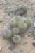 copiapoamarginata_small.jpg