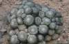 copiapoacinerascens_small.jpg