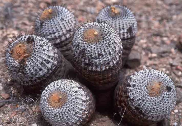 copiapoacolumnaalba2.jpg