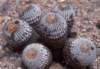 copiapoacolumnaalba2_small.jpg