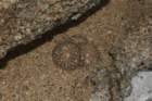neoporteriathelocephalaodierivarmonteamargensis5_small.jpg
