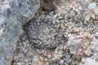 neoporteriathelocephalaodierivarmonteamargensis_small.jpg