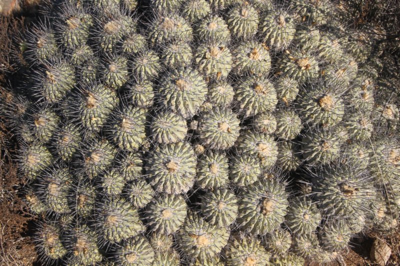 copiapoadealbata4.jpg