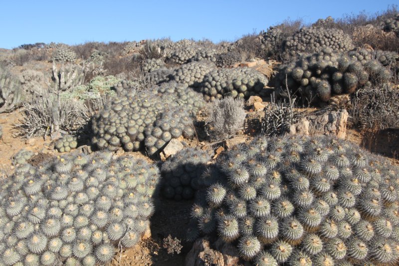 copiapoadealbata5.jpg