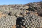 copiapoadealbata5_small.jpg
