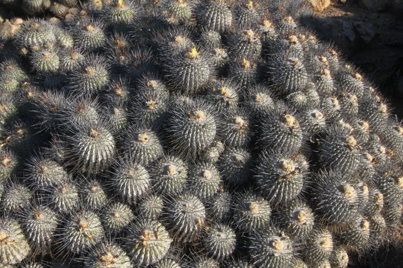 copiapoadealbata7.jpg
