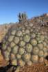 copiapoadealbata8_small.jpg