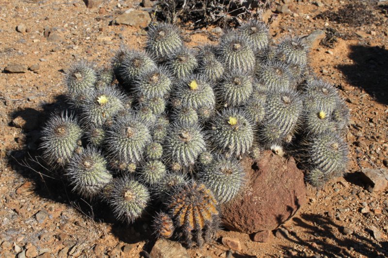 copiapoadealbatawithcopiapoaechinoidesfrontcentre.jpg