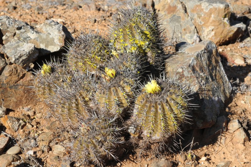 copiapoaechinoidescuprea2.jpg