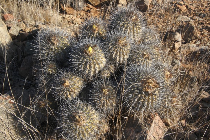copiapoaechinoidescuprea3.jpg