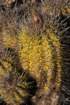 copiapoaechinoidescuprea4_small.jpg