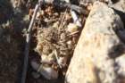 copiapoaseedling_small.jpg
