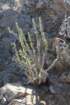 oxalisgigantea_small.jpg