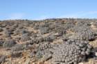 copiapoadealbata3_small.jpg