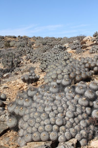 copiapoadealbata4.jpg