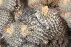copiapoadealbata_small.jpg