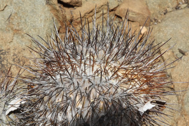 copiapoadealbatacristate.jpg