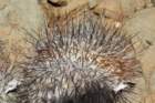 copiapoadealbatacristate_small.jpg