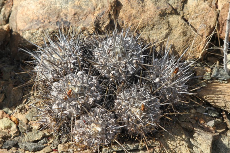 copiapoamegarhizavarechinata2.jpg