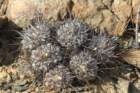 copiapoamegarhizavarechinata2_small.jpg