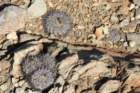 copiapoamegarhizavarechinata3_small.jpg