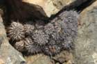 copiapoamegarhizavarechinata_small.jpg