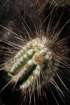 eulychniabreviflora_small.jpg