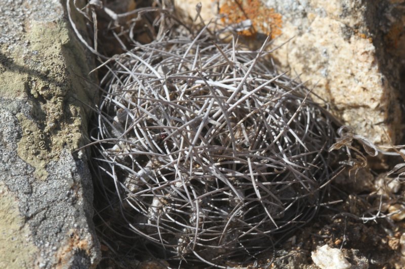 neoporteriatotoralensis5.jpg
