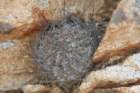 neoporteriatotoralensis_small.jpg