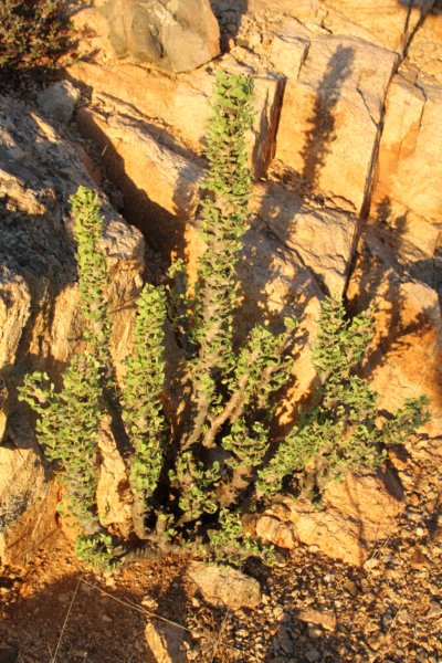 oxalisgigantea.jpg