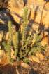 oxalisgigantea_small.jpg