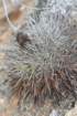 copiapoaechinoides3_small.jpg