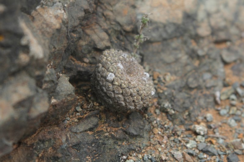 neoporteriathelocephalaodieri3.jpg