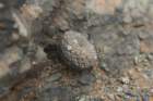 neoporteriathelocephalaodieri3_small.jpg